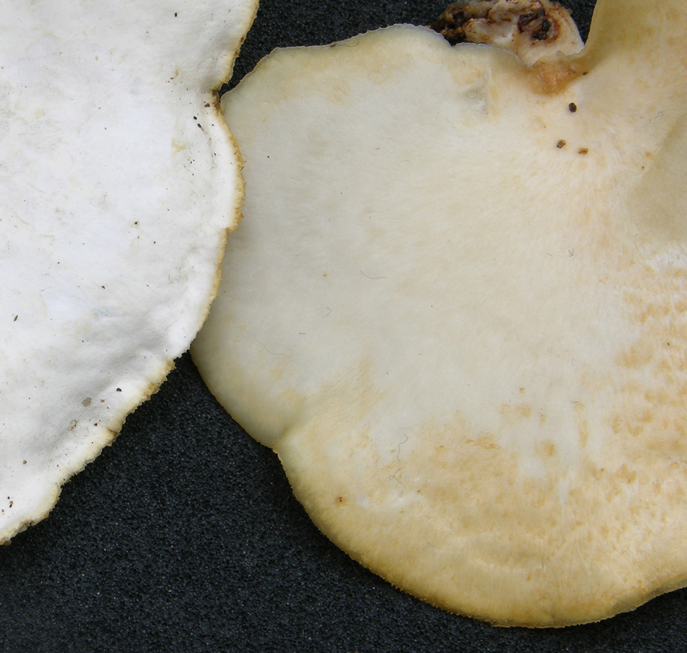 Polyporus sp. (Polyporus alveolaris)